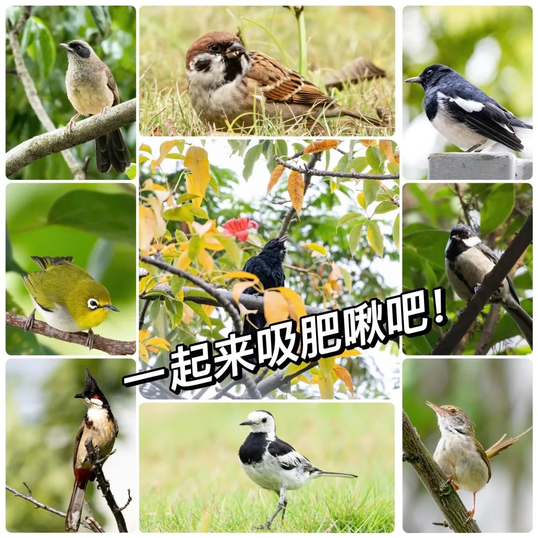 走進(jìn)荔園的鳥(niǎo)類(lèi)世界